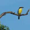 Boat-billed Flycatcher